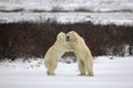 Two polar bears playfighting Royalty Free Stock Photo