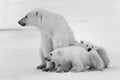 Two polar bears playfighting Royalty Free Stock Photo