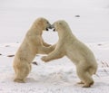 Two polar bears playing with each other in the tundra. Canada. Royalty Free Stock Photo