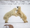 Two polar bears playing with each other in the tundra. Canada. Royalty Free Stock Photo