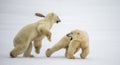 Two polar bears playing with each other in the tundra. Canada. Royalty Free Stock Photo