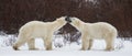 Two polar bears playing with each other in the tundra. Canada. Royalty Free Stock Photo