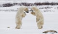 Two polar bears playing with each other in the tundra. Canada. Royalty Free Stock Photo