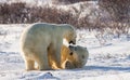 Two polar bears playing with each other in the tundra. Canada. Royalty Free Stock Photo