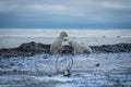 Two polar bears playing near caribou antlers Royalty Free Stock Photo