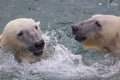 Two polar bears playing together in the water Royalty Free Stock Photo