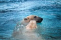 Two polar bears playing in water Royalty Free Stock Photo