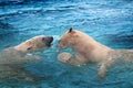 Two polar bears playing in water Royalty Free Stock Photo