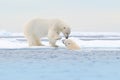 Two Polar bears relaxed on drifting ice with snow, white animals in the nature habitat, Svalbard, Norway. Two animals playing in s