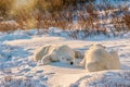 Two polar bears resting on the snow in northern Canada. Royalty Free Stock Photo