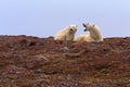 Two Polar Bears on Rocky Hill Royalty Free Stock Photo