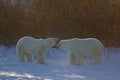 Two polar bears sniffing each other with snow on the ground and willows in the background