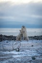 Two polar bears sparring by caribou antlers Royalty Free Stock Photo