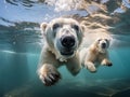 Two polar bears swimming in the water. Polar bears on a frozen lake. Royalty Free Stock Photo