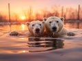 Two polar bears swimming in the water at sunset. Polar bears on a frozen lake. Royalty Free Stock Photo