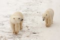 Two Polar Bears Walking in Snow