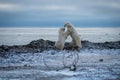 Two polar bears wrestle near caribou antlers Royalty Free Stock Photo