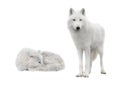 two polar wolf lies in snowy weather on a white