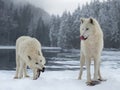 two polar wolves eat their prey in forest Royalty Free Stock Photo