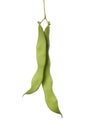 Two pole beans Royalty Free Stock Photo