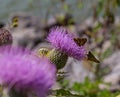 Two Polites peckius, the Peck`s skipper butterfly Royalty Free Stock Photo