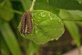 Two polydamas swallowtail caterpillars on a leaf