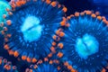 Two polyps Royalty Free Stock Photo