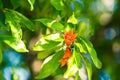 Two pomegranate flowers among the leaves