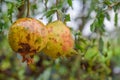 Two Pomegranate hanging on tree - Water drops on Pomegranate on tree in rainy day on blurred bokeh nature background Royalty Free Stock Photo