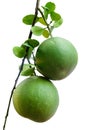 Two pomelo fruit Royalty Free Stock Photo