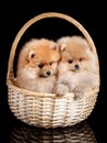 Two Pomeranian puppies lie in a wicker basket. Royalty Free Stock Photo