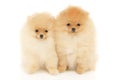 Two Pomeranian Spitz puppies
