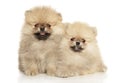 Two Pomeranian Spitz puppies on a white background Royalty Free Stock Photo