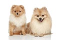 Two Pomeranian Spitz puppy on a white background