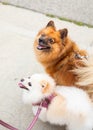 Two Pomeranians looking up Royalty Free Stock Photo