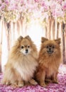 Two pomeranians in studio Royalty Free Stock Photo