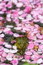 Two pond frogs squat on each other, sticking their heads out of a sea of pink petals. Royalty Free Stock Photo