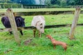 Two ponies and a brown dachshund, encounter between animals