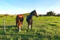 Two ponies on the farm grass