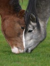 Two Ponies Grazing Royalty Free Stock Photo