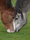 Two Ponies Grazing Royalty Free Stock Photo