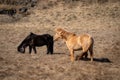 Two ponies grazing in a field Royalty Free Stock Photo