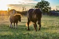 Two ponies grazing Royalty Free Stock Photo