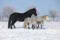 Two ponnies and one friesian mare in winter Royalty Free Stock Photo