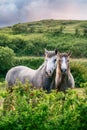 Two pony connemara horses Royalty Free Stock Photo