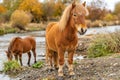 two pony horse with beautiful mane, light bright photo. Royalty Free Stock Photo