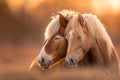 two pony horse with beautiful mane, light bright photo. Royalty Free Stock Photo
