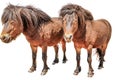 Two Pony Horses