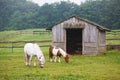 Two pony on the pasture Royalty Free Stock Photo