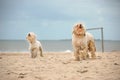 Two dogs in the beachwith the ocean and blue sky Royalty Free Stock Photo